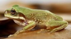 Baby Snowflake Whites Tree Frogs