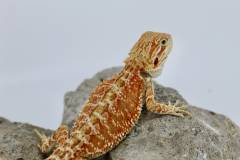 Small Super Red Bearded Dragons