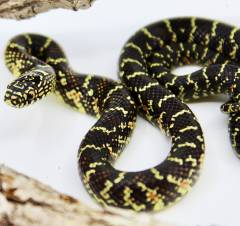 Baby Brooks Kingsnakes