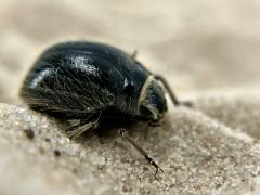 Wooly Darkling Beetles