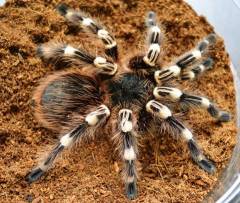 Brazilian Giant White Knee Tarantulas Medium