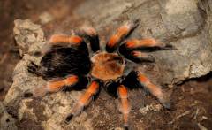 Mexican Fire Leg Tarantulas Medium