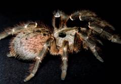 Rear Horned Baboon Tarantulas Small