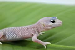 Baby Blizzard Leopard Geckos