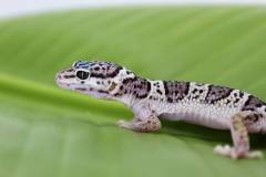 Baby Mack Snow Leopard Geckos