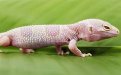 Baby Albino Mack Snow Leopard Geckos