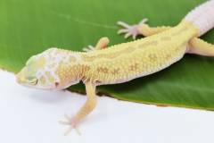 Baby Leucistic Leopard Geckos