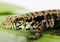 Baby Argentine Black & White Tegus