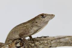 Brown Anoles