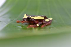 Hourglass Tree Frogs