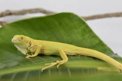 Baby Albino Green Iguanas