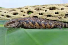 Baby Northern Blue Tongue Skinks