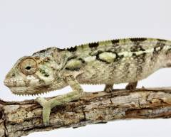 Baby Ambilobe Panther Chameleons