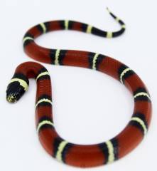 Baby Nelsons Milksnakes