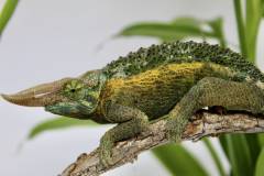 Rainbow Jacksons Chameleons