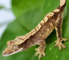 Baby Flame Crested Geckos