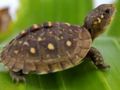 Baby Three Toed Box Turtles