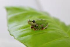 African Reed Frogs