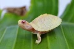 Baby Albino Red Ear Sliders