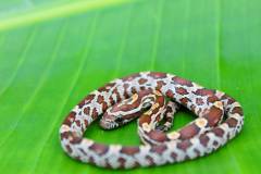 Baby Okeetee Cornsnakes