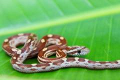 Baby Okeetee Motley Cornsnakes