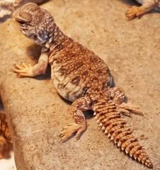 Baby Moroccan Uromastyx