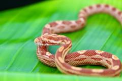 Baby Albino Motley Cornsnakes