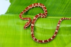 Baby Hypo Cornsnakes