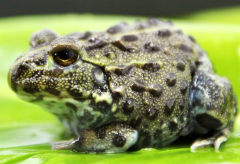 Baby Giant South African Pixie Frogs