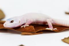 Baby Blazing Blizzard Leopard Geckos