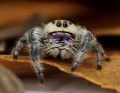 Regal Jumping Spiders