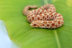 Baby Albino Western Hognose Snakes