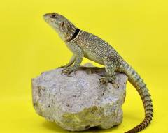 Madagascar Collared Lizards (cuvieri)