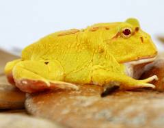 Baby Pikachu Pacman Frogs