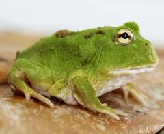 Baby Matcha Pacman Frogs