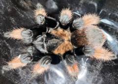 Mexican Red Leg Tarantulas Medium