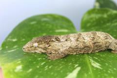 Baby Male Pine Island Leachianus Geckos