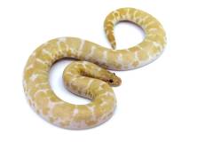 Baby Snow Kenyan Sand Boas