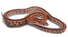 Baby Tessera Cornsnakes