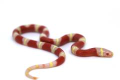 Baby Albino Nelsons Milksnakes