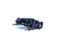 Blue & Black Auratus Dart Frogs