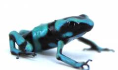 Green & Black Auratus Dart Frogs