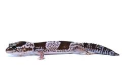 Adult Oreo African Fat Tailed Geckos