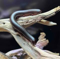 Giant Black Millipedes (TRUE)