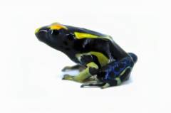 Alanis Tinc Dart Frogs