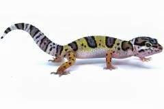 Baby High Yellow Leopard Geckos