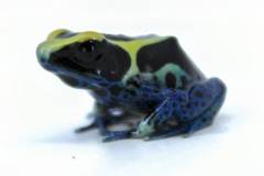 Patricia Tinc Dart Frogs