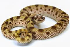 Baby Anaconda Western Hognose Snakes