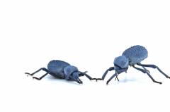 Blue Death Feigning Beetles