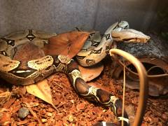 Male Peruvian Red Tailed Boa